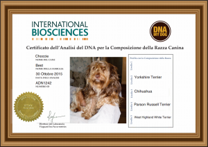 IBDNA IT DNA My Dog Certificate